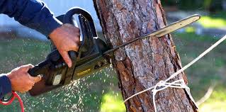 Best Tree Trimming and Pruning  in South Uniontown, PA