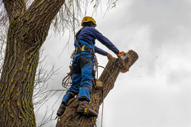 Best Utility Line Clearance  in South Uniontown, PA