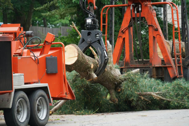 Why Choose Our Tree Removal Services in South Uniontown, PA?