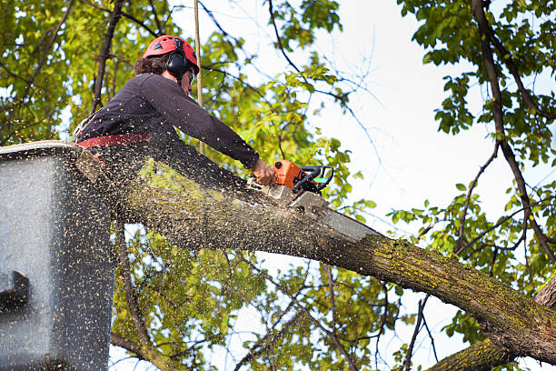 Reliable South Uniontown, PA  Tree Services Solutions